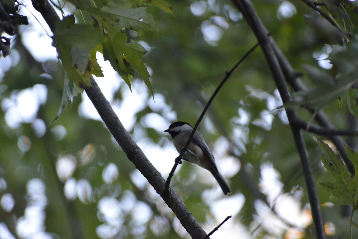 Carolina Chickadee - ML643666854