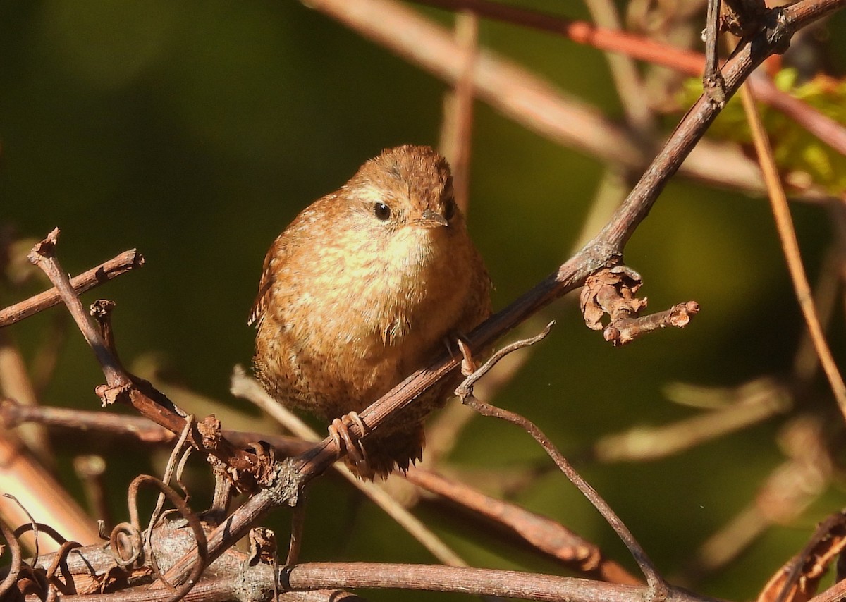 Winter Wren - ML643666863