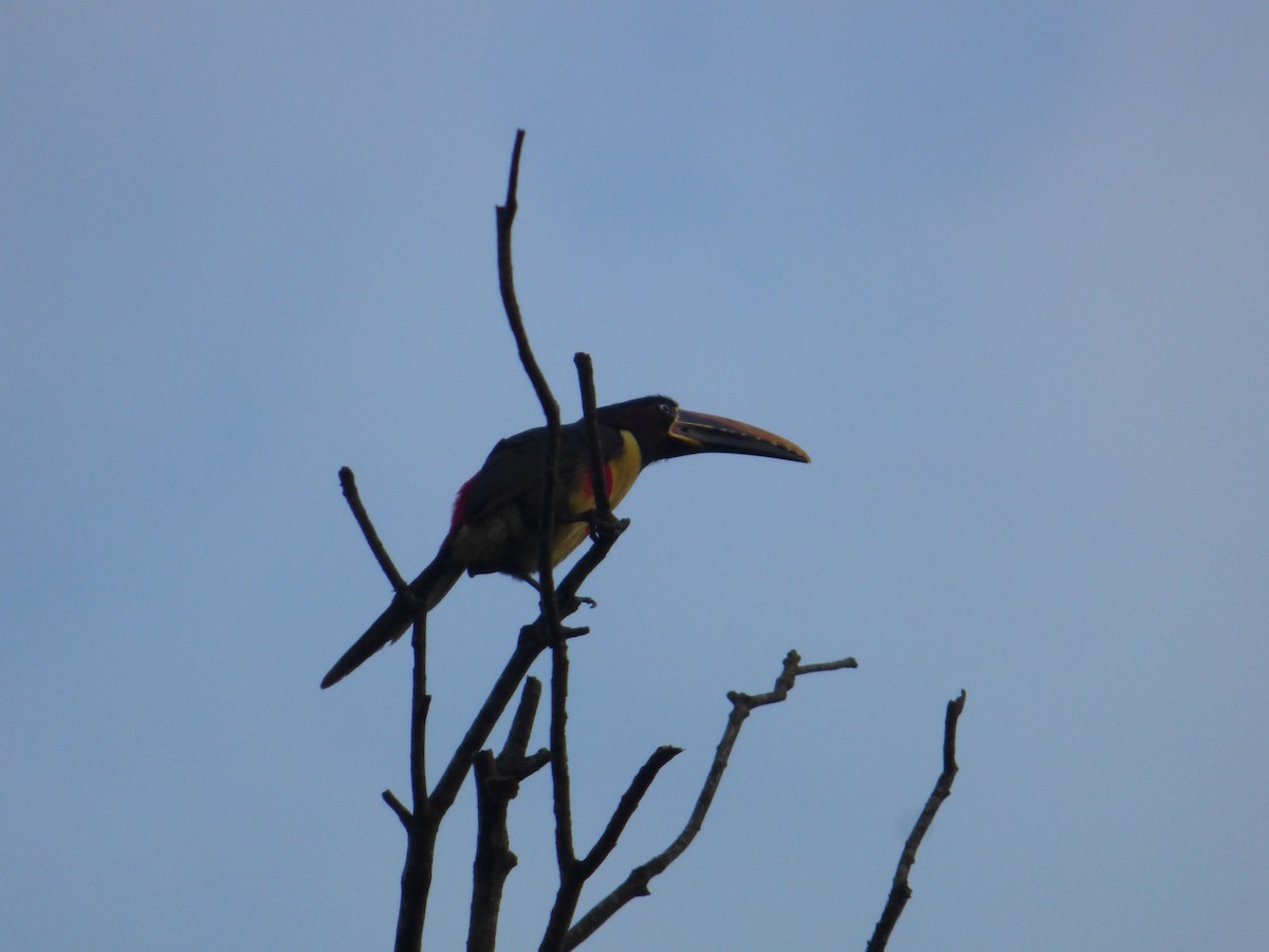 Chestnut-eared Aracari - ML643666864
