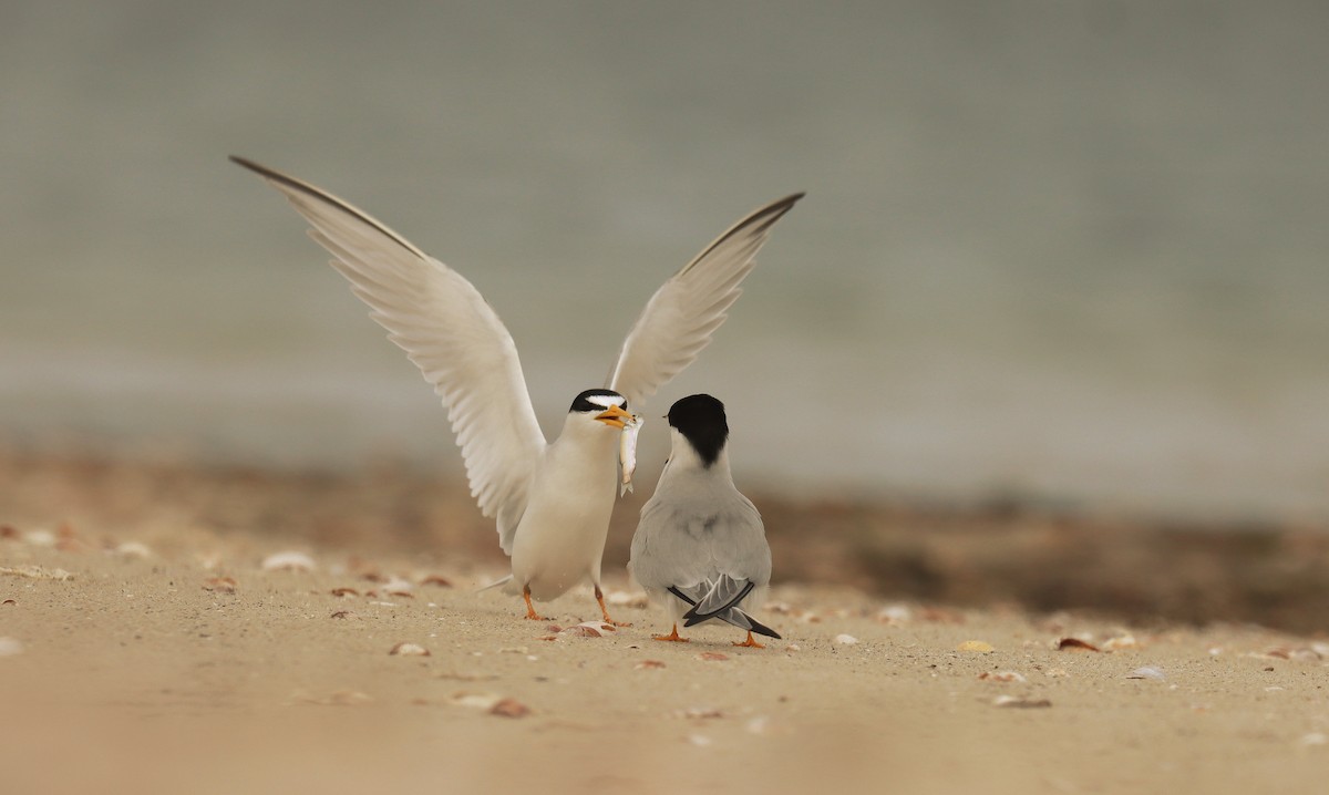 Least Tern - ML643666873