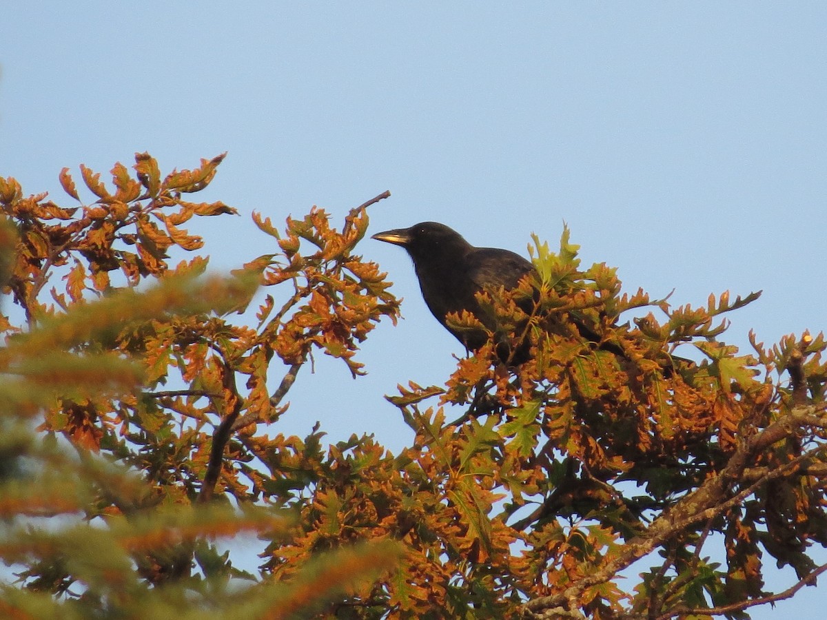 American Crow - ML643666875
