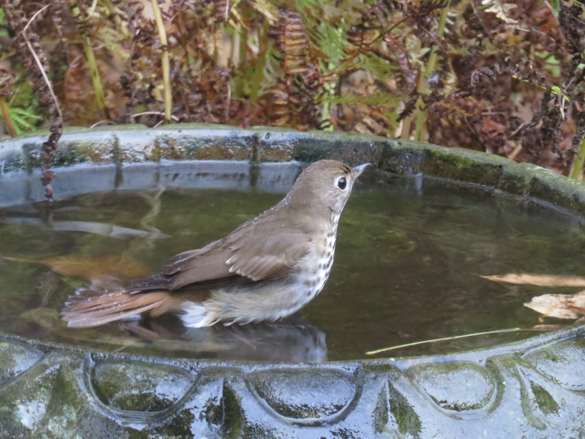 Hermit Thrush - ML643666890