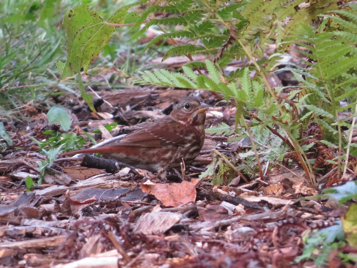 Fox Sparrow - ML643666905