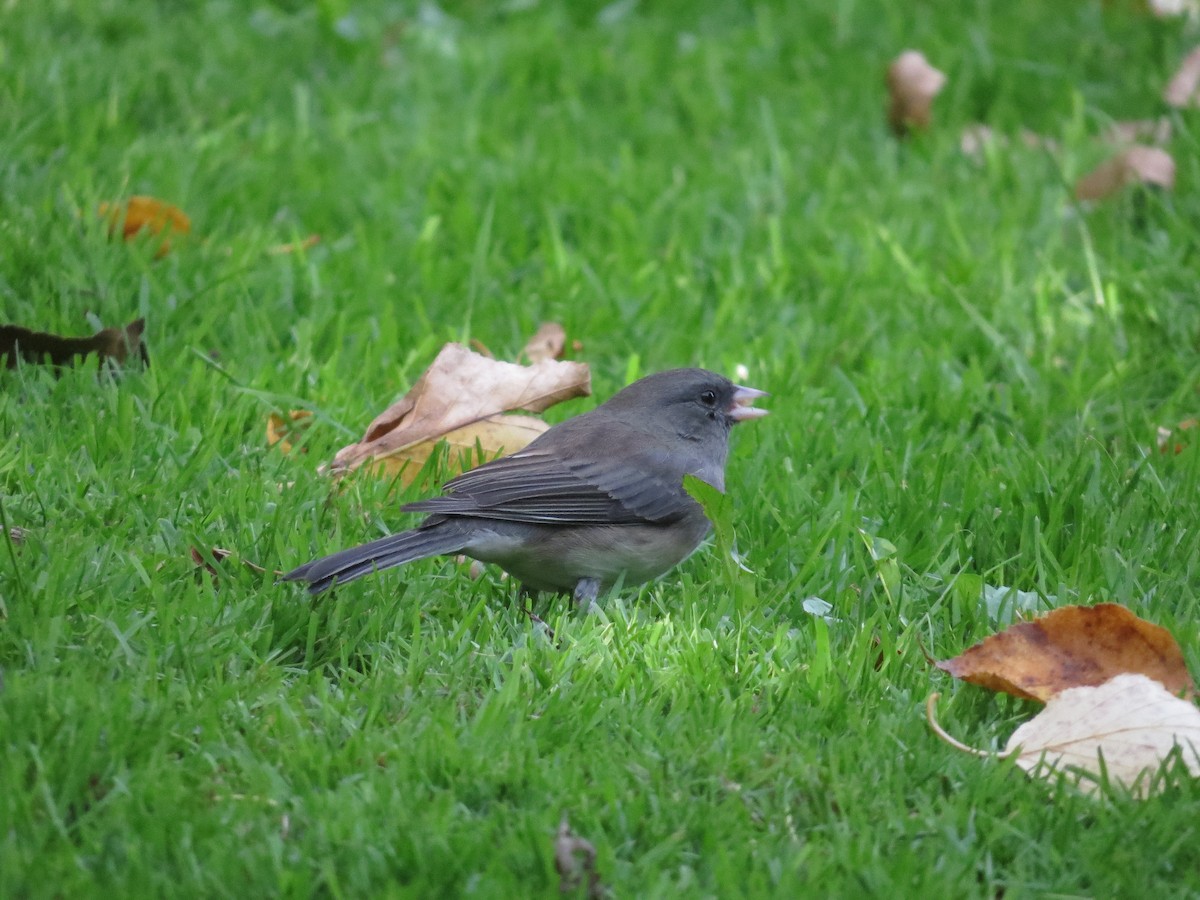 Dark-eyed Junco - ML643666919
