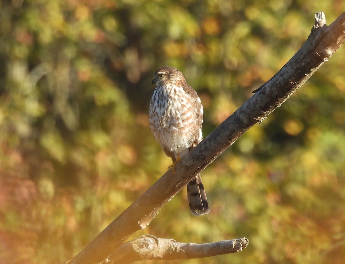 Sharp-shinned Hawk - ML643666926