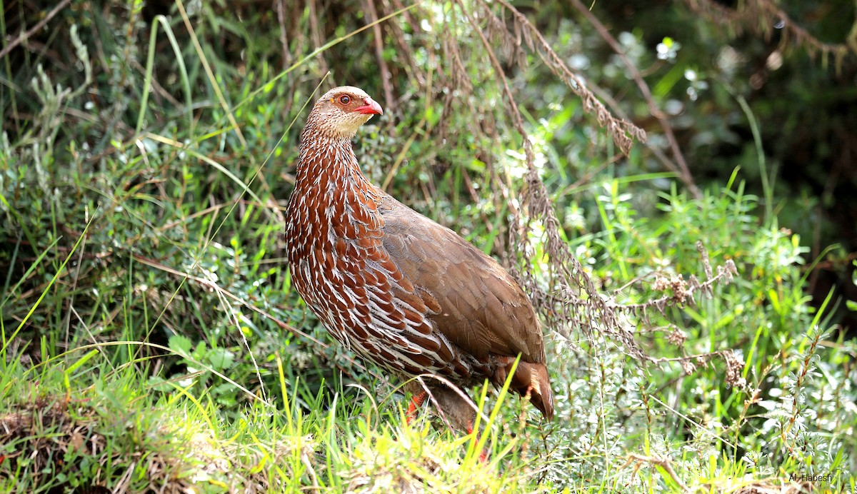 Jackson's Spurfowl - ML643666928