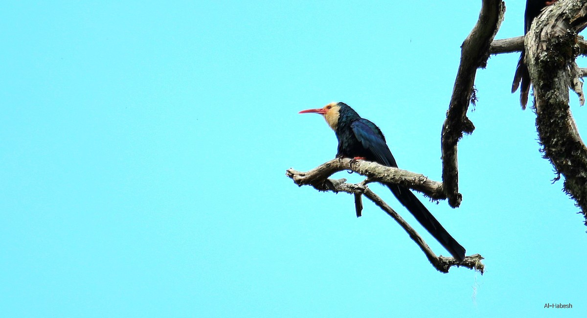 White-headed Woodhoopoe - ML643666932