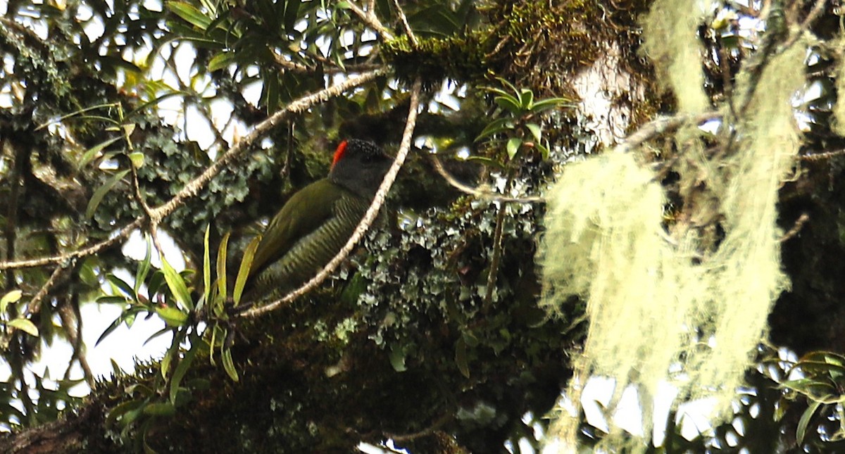 Fine-banded Woodpecker - ML643666954