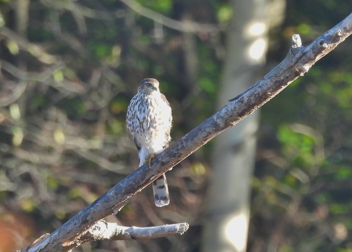 Sharp-shinned Hawk - ML643666965