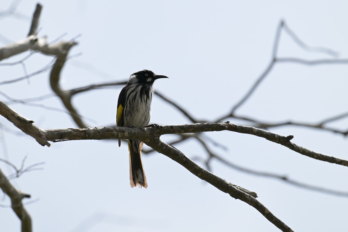 New Holland Honeyeater - ML643666997