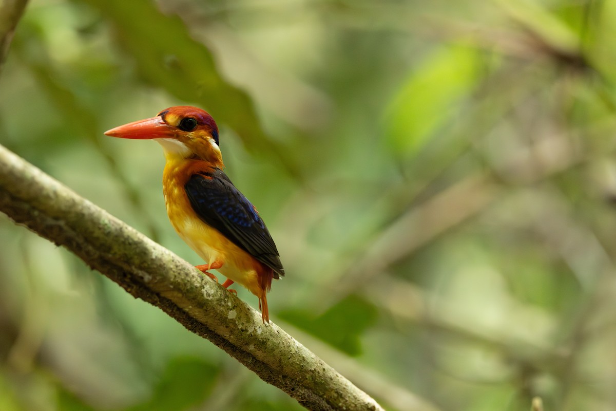 Black-backed Dwarf-Kingfisher - ML643667003