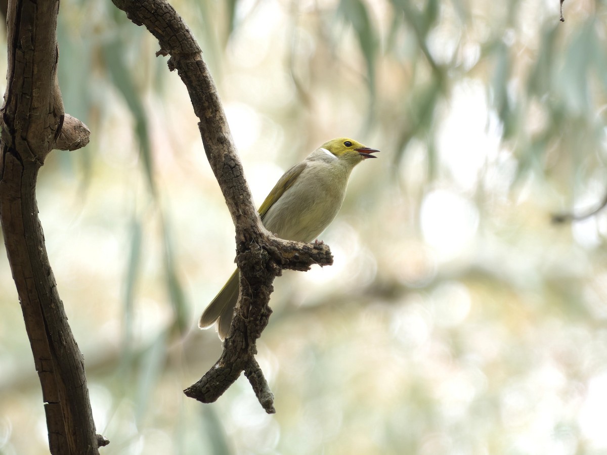White-plumed Honeyeater - ML643667013