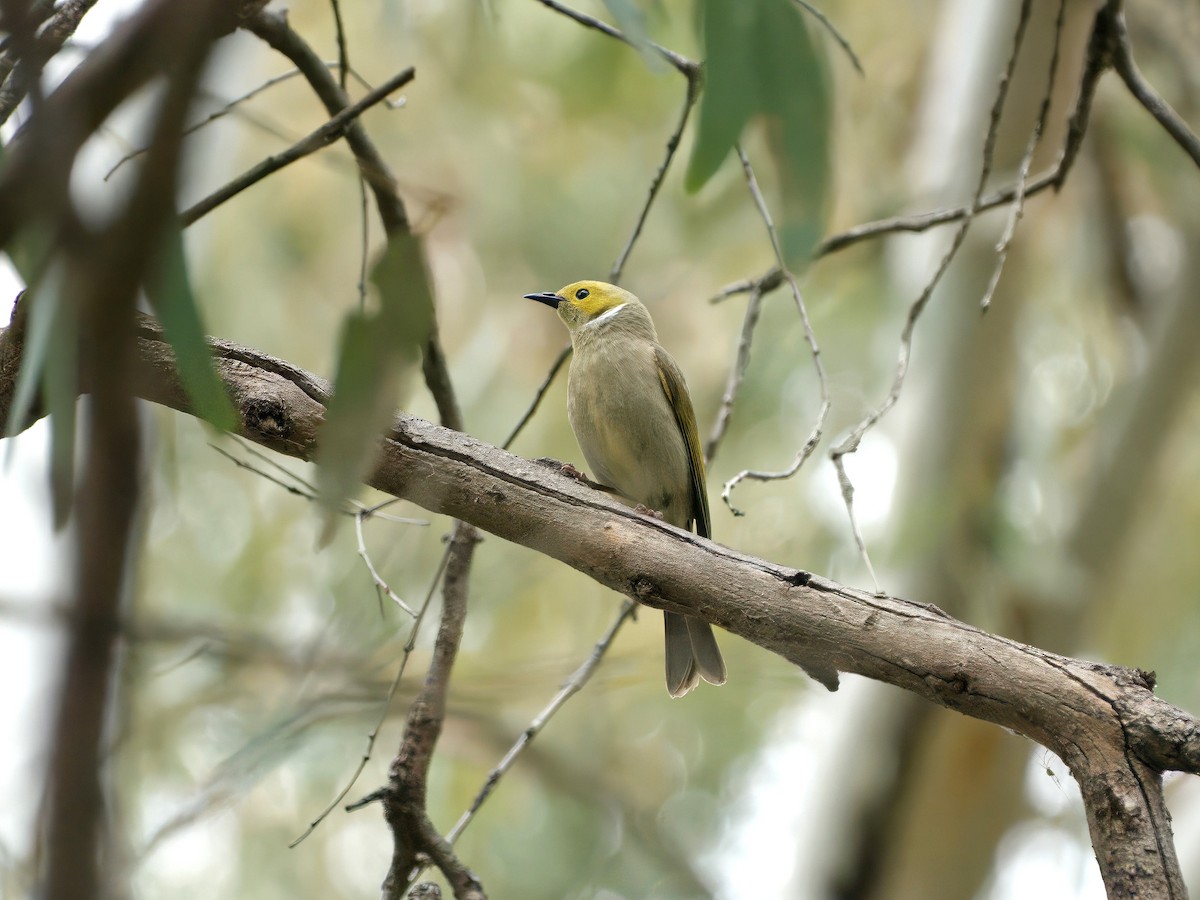 White-plumed Honeyeater - ML643667014