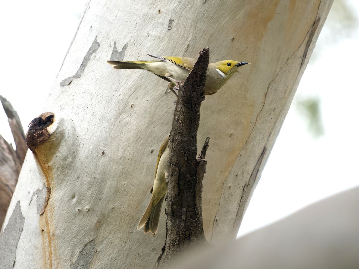White-plumed Honeyeater - ML643667015