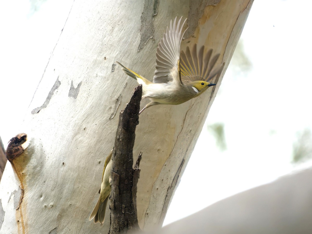 White-plumed Honeyeater - ML643667016