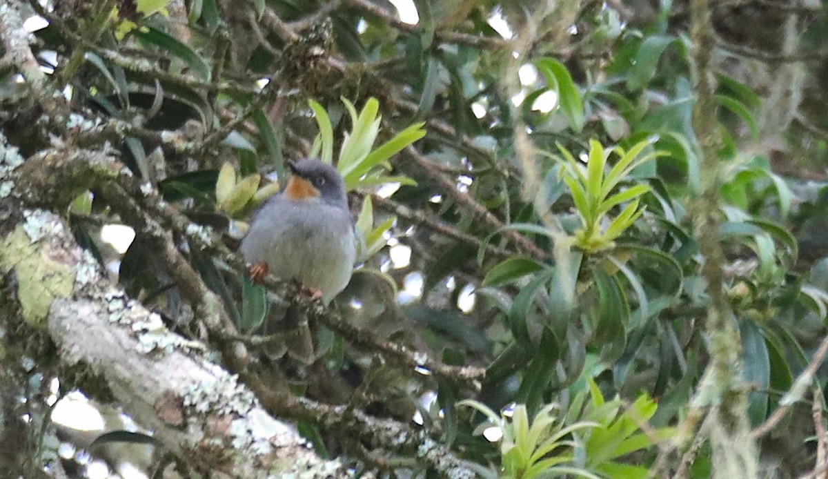 Chestnut-throated Apalis - ML643667024