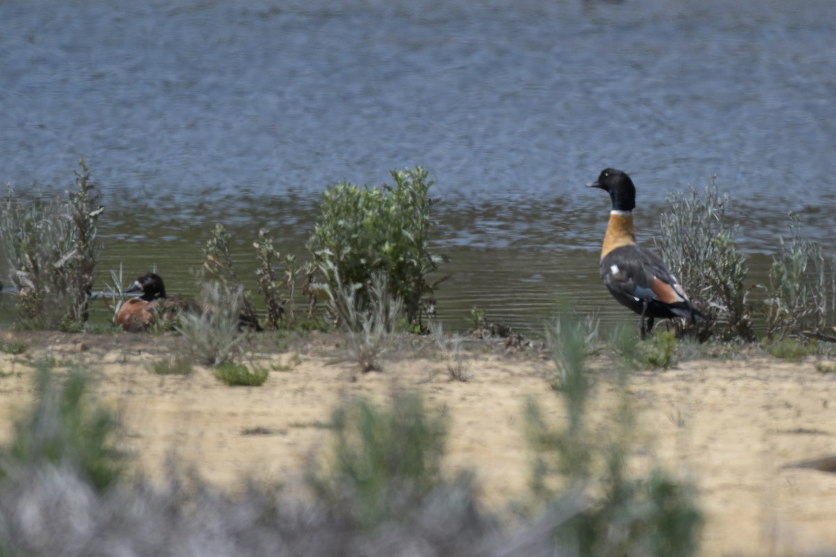 Australian Shelduck - ML643667026