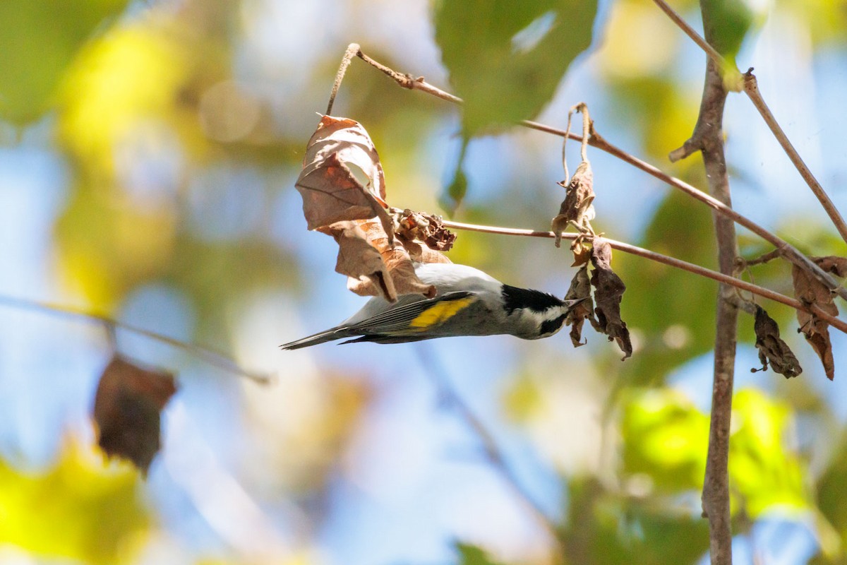 Golden-winged Warbler - ML643667027
