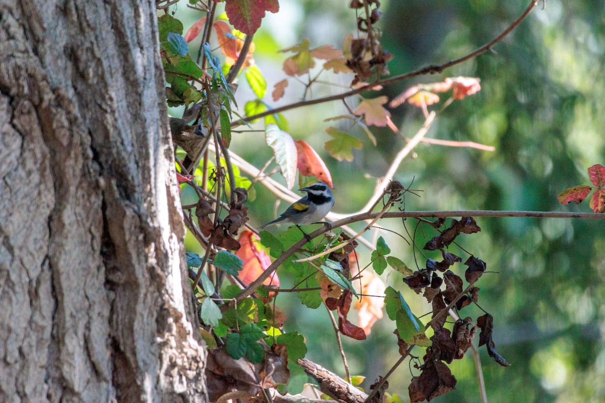 Golden-winged Warbler - ML643667031