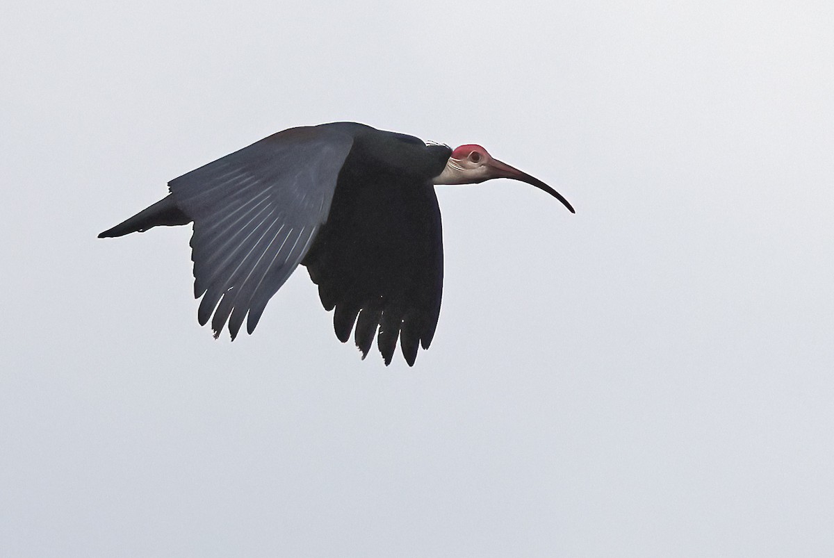 Southern Bald Ibis - ML643667037
