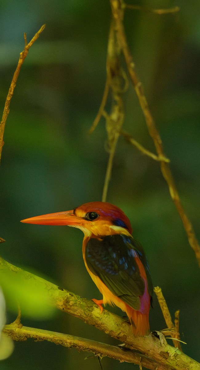 Black-backed Dwarf-Kingfisher - ML643667040