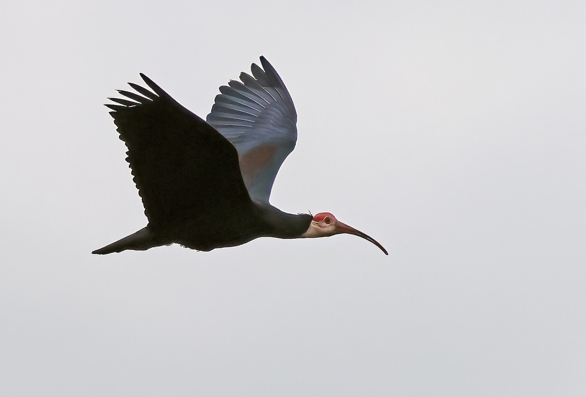 Southern Bald Ibis - ML643667041