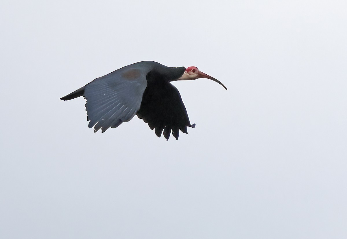 Southern Bald Ibis - ML643667043
