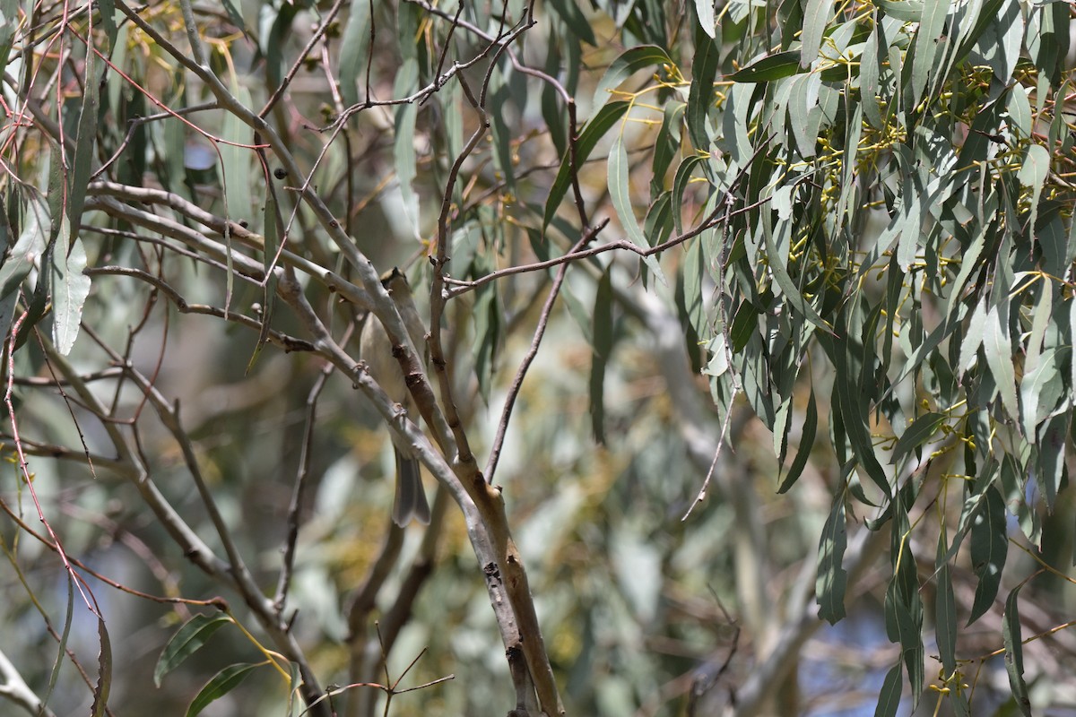 Fuscous Honeyeater - ML643667059