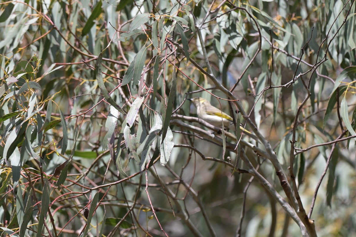 Fuscous Honeyeater - ML643667061