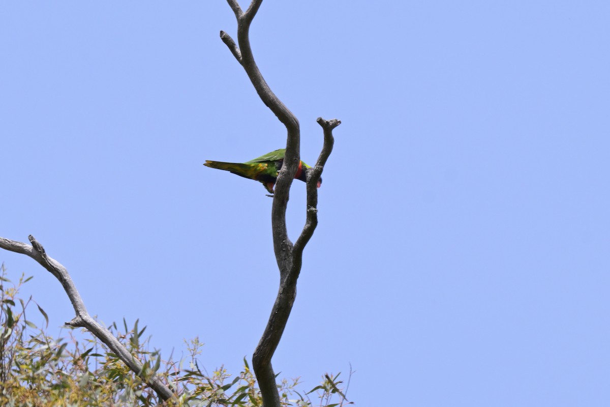 Rainbow Lorikeet - ML643667065