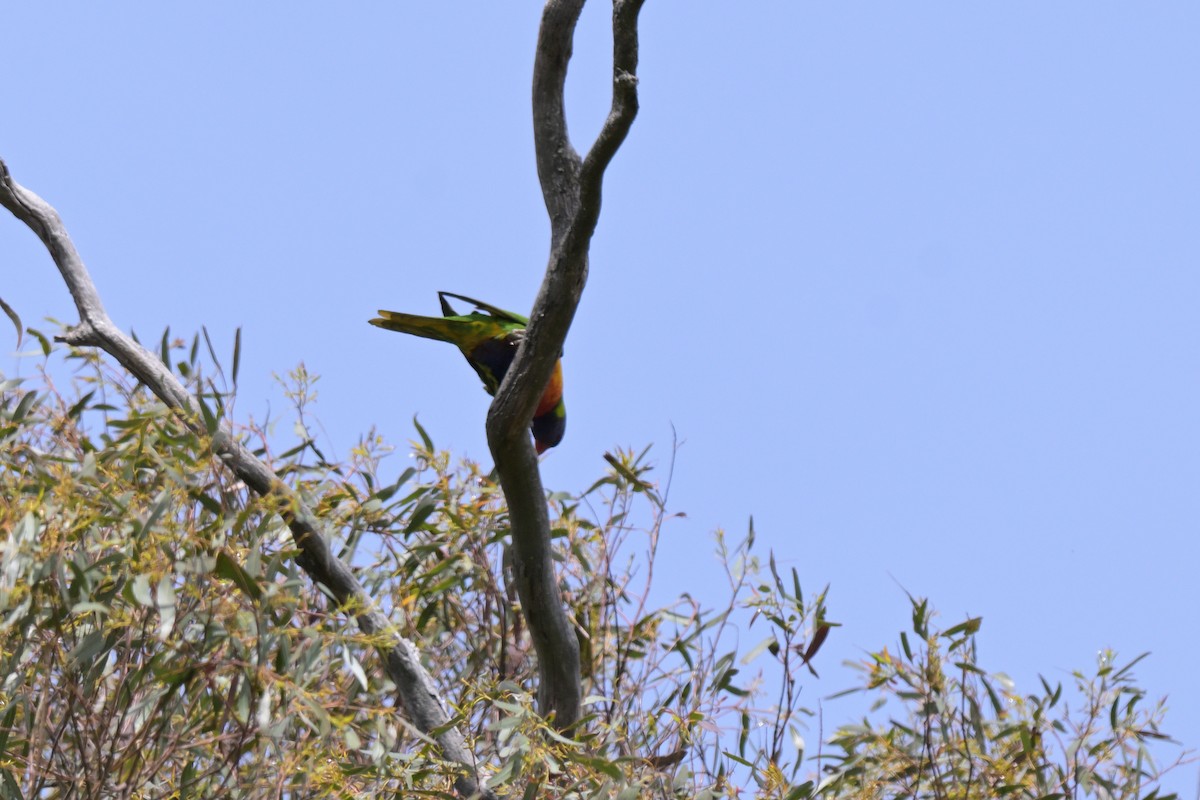 Rainbow Lorikeet - ML643667067