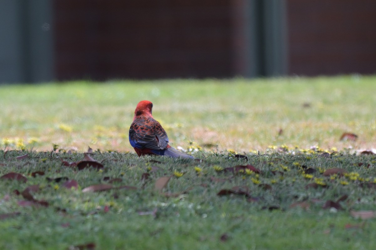 Crimson Rosella - ML643667069