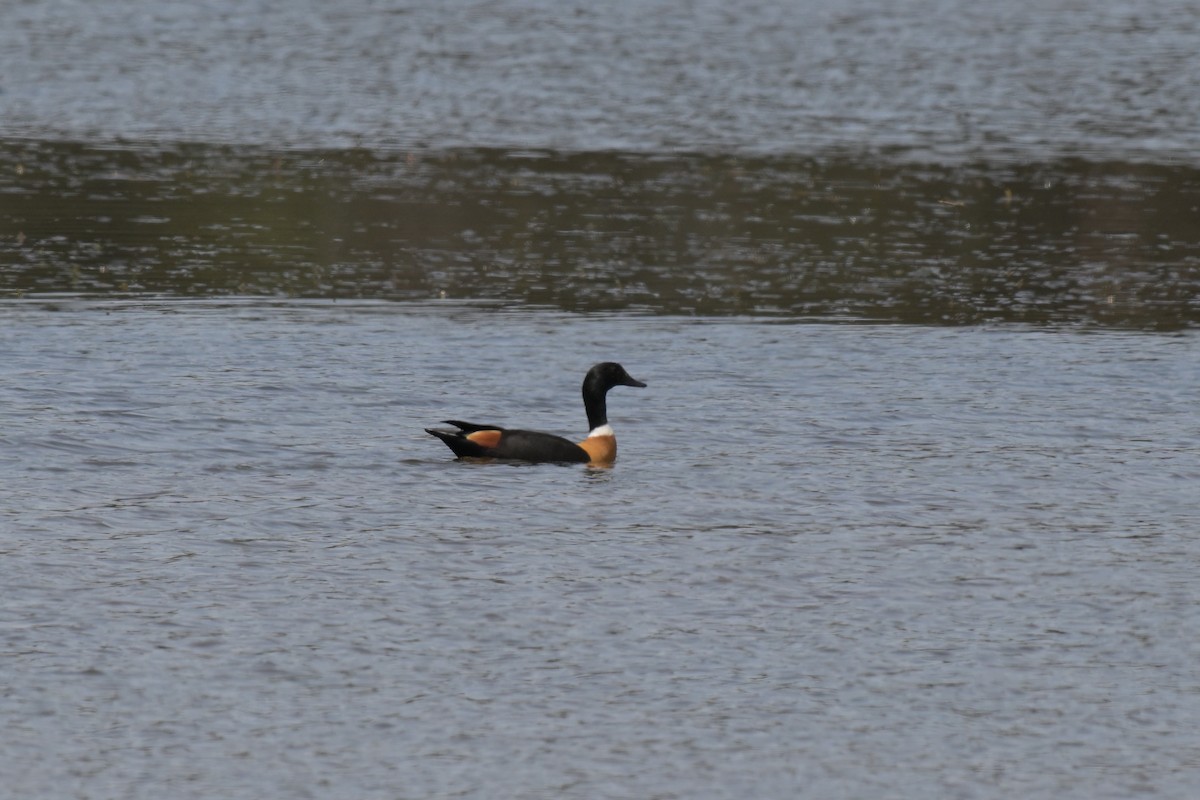 Australian Shelduck - ML643667084