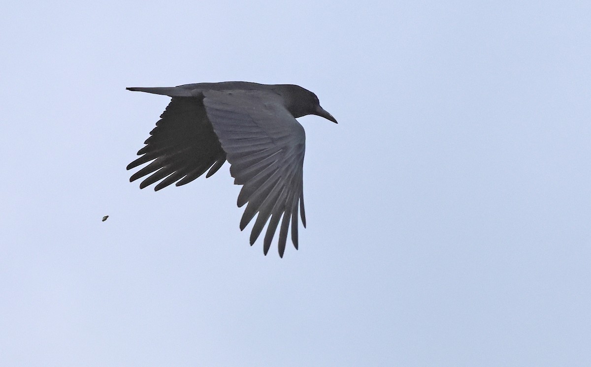 Cape Crow - ML643667086