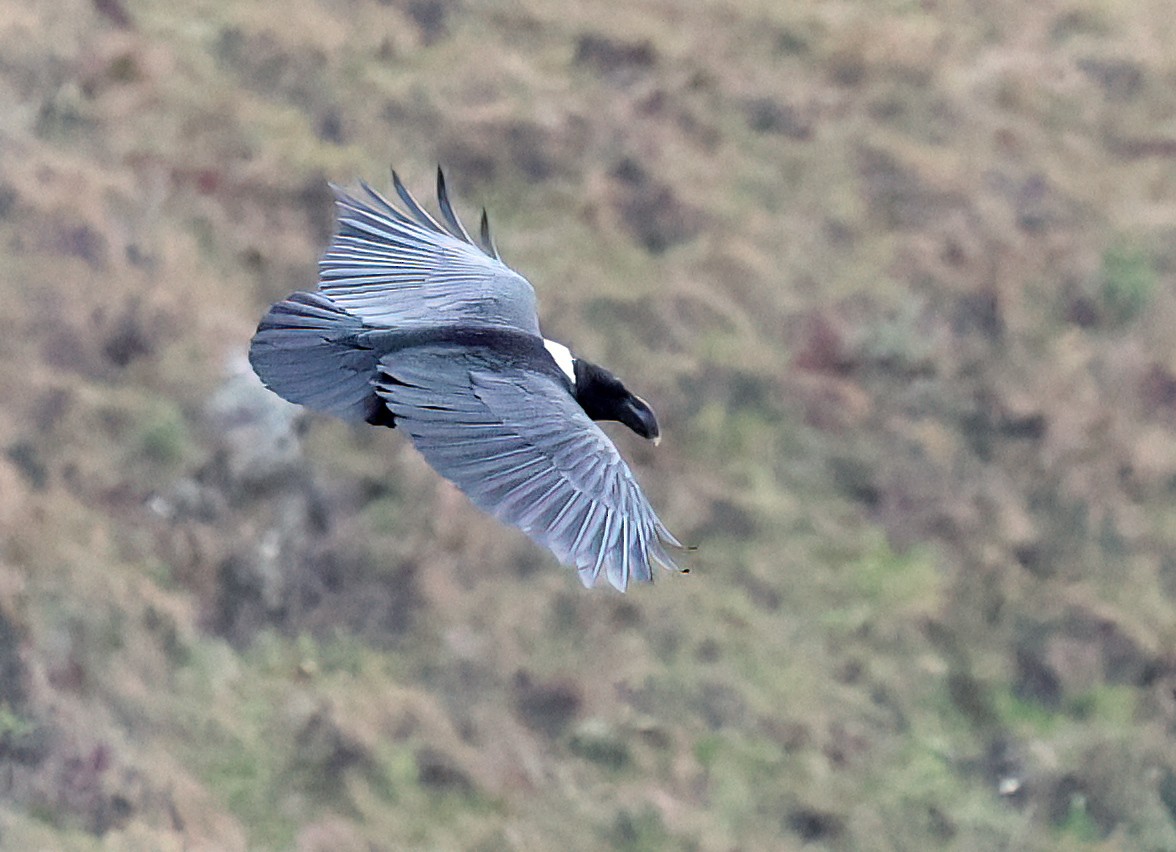 White-necked Raven - ML643667107