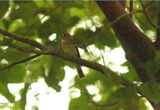 Brown-breasted Flycatcher - ML643667124