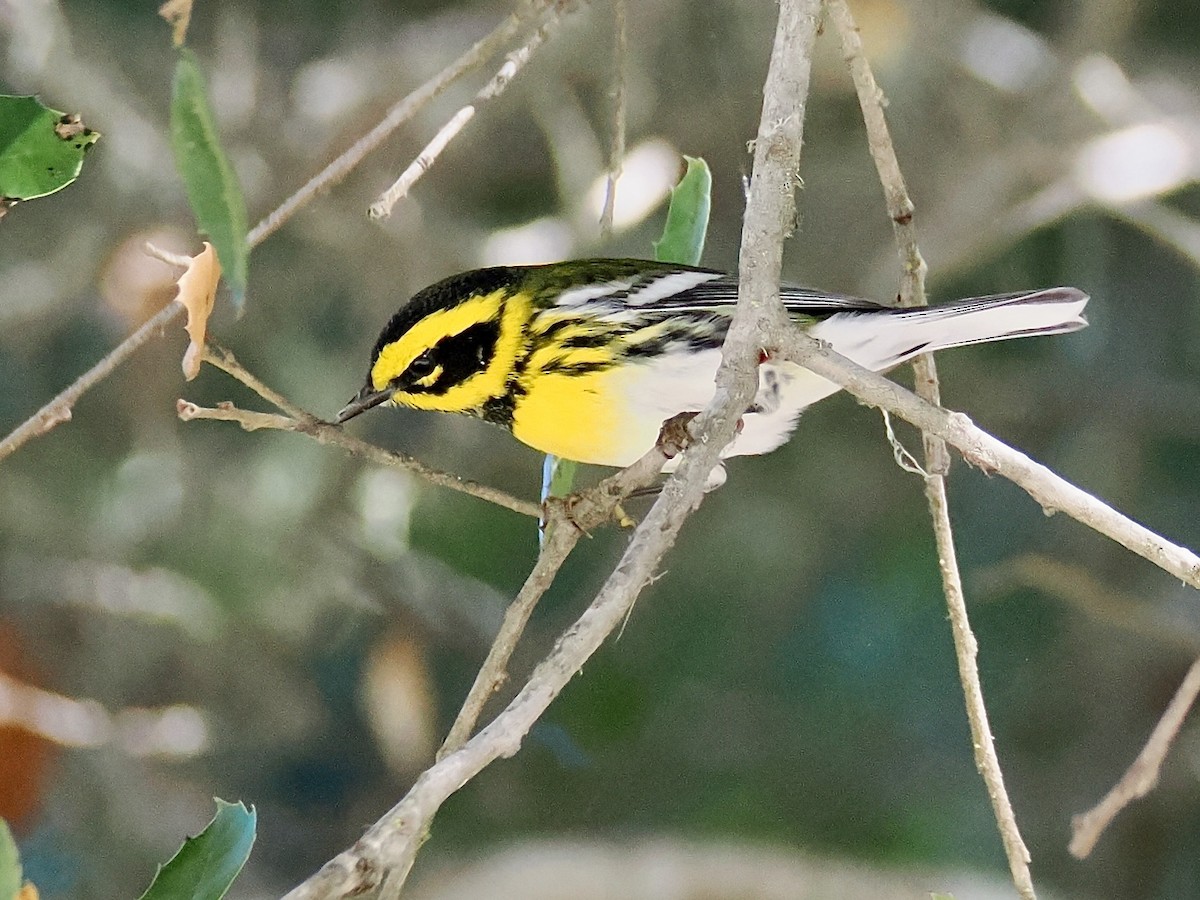 granparula - ML643667138