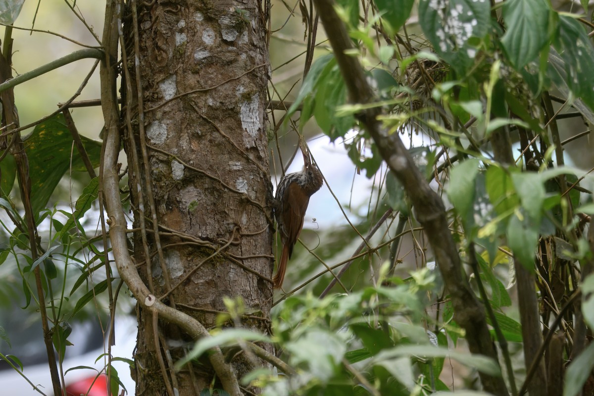 Scaled Woodcreeper (Scaled) - ML643667139