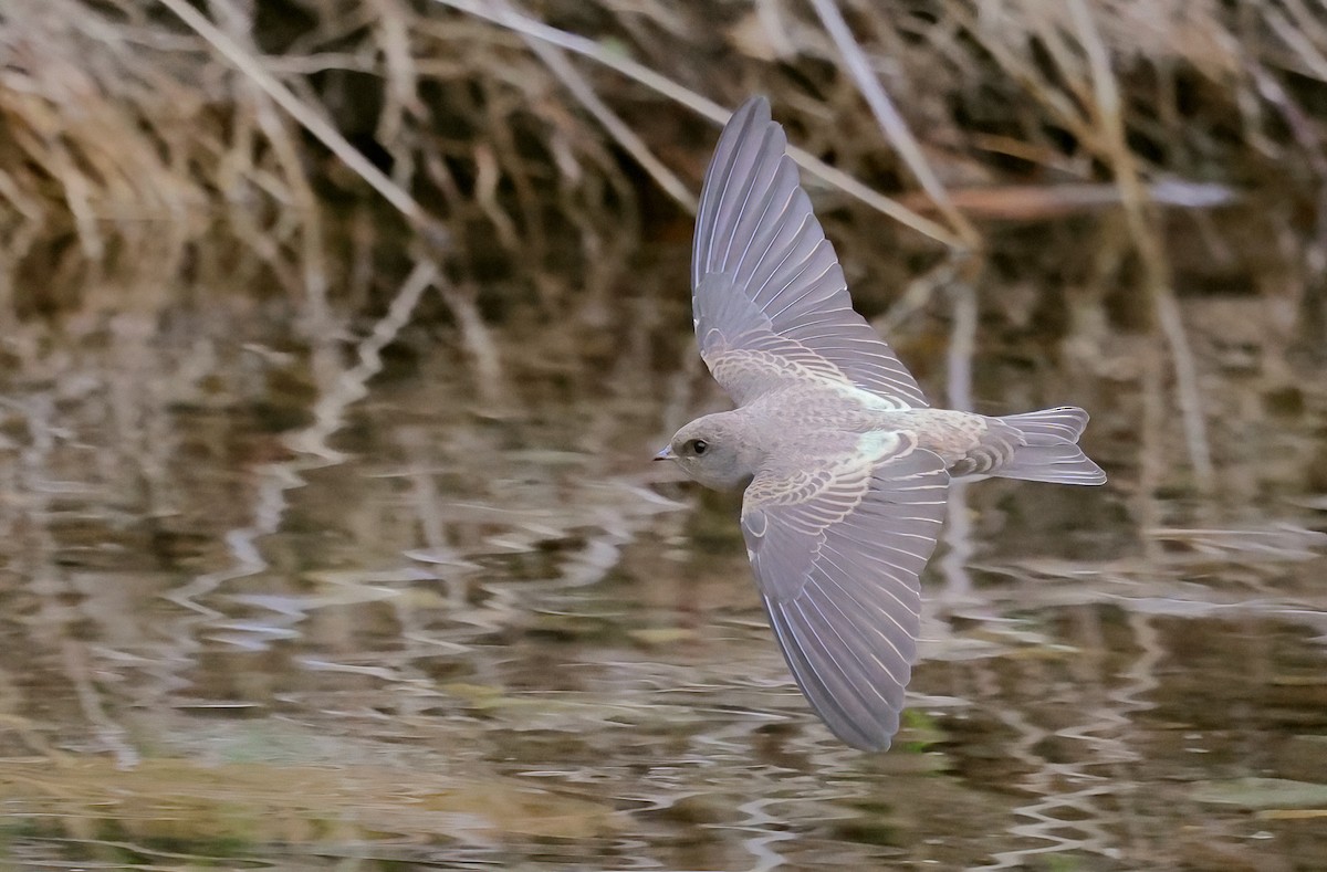 Plain Martin - ML643667149