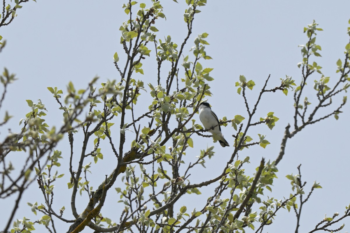 White-winged Triller - ML643667150