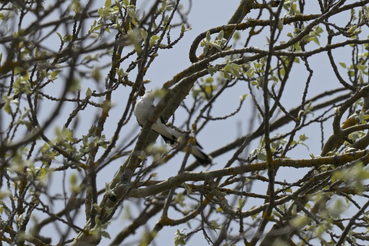 White-winged Triller - ML643667153