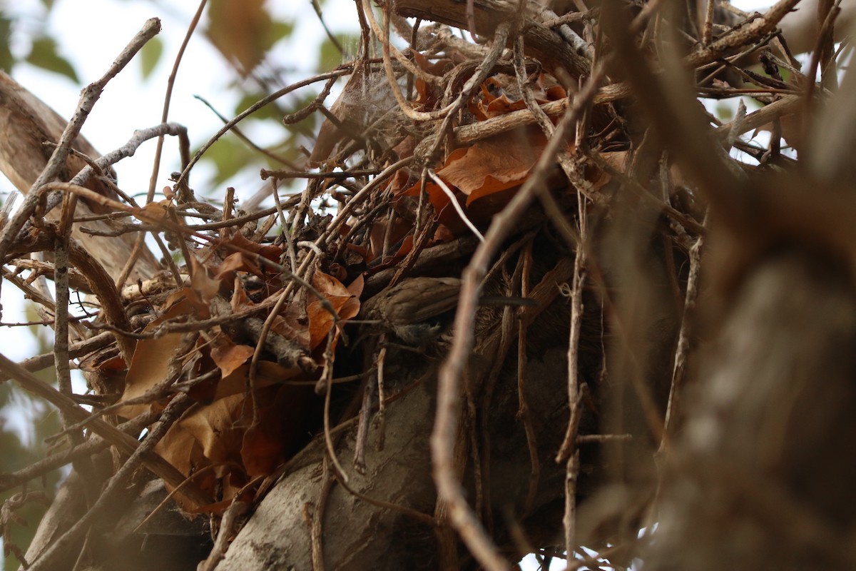 Bewick's Wren - ML643667155