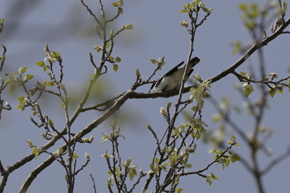 White-winged Triller - ML643667156