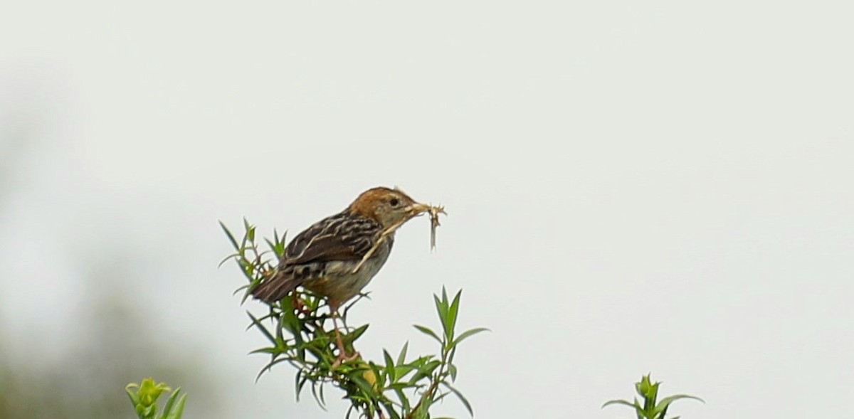 Aberdare Cisticola - ML643667157
