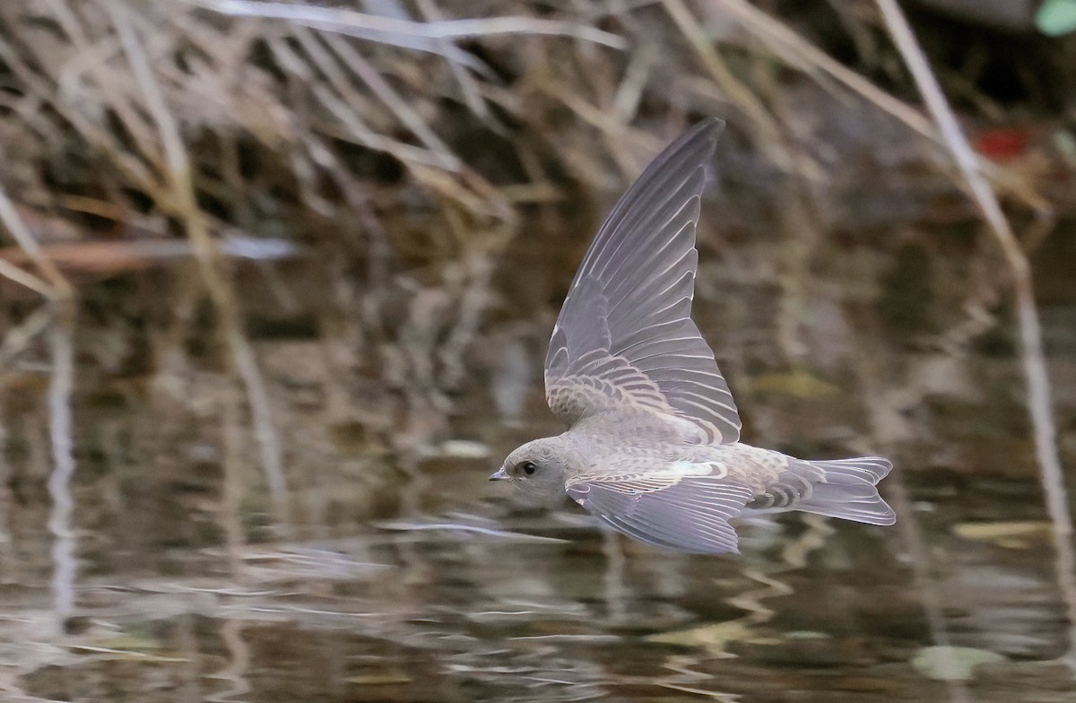 Plain Martin - ML643667159