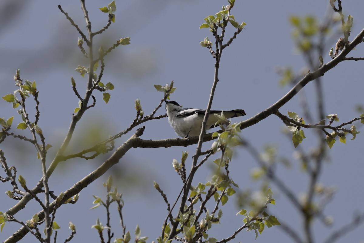 White-winged Triller - ML643667161