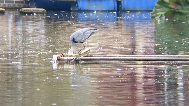 Gray Heron (Gray) - ML643667162