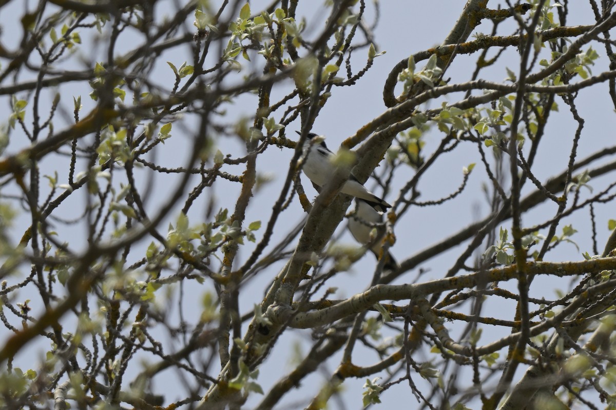 White-winged Triller - ML643667163