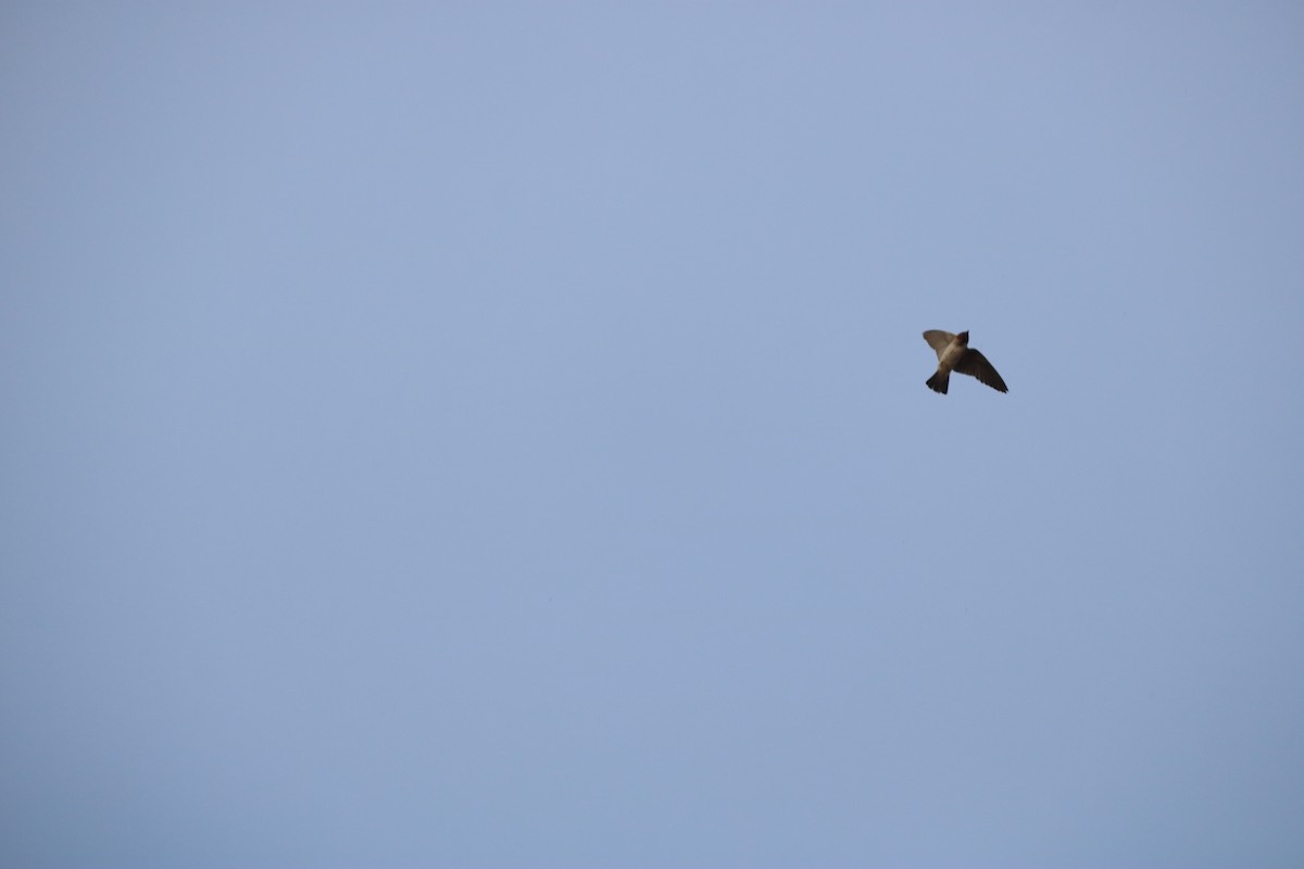 Cliff Swallow - ML643667164