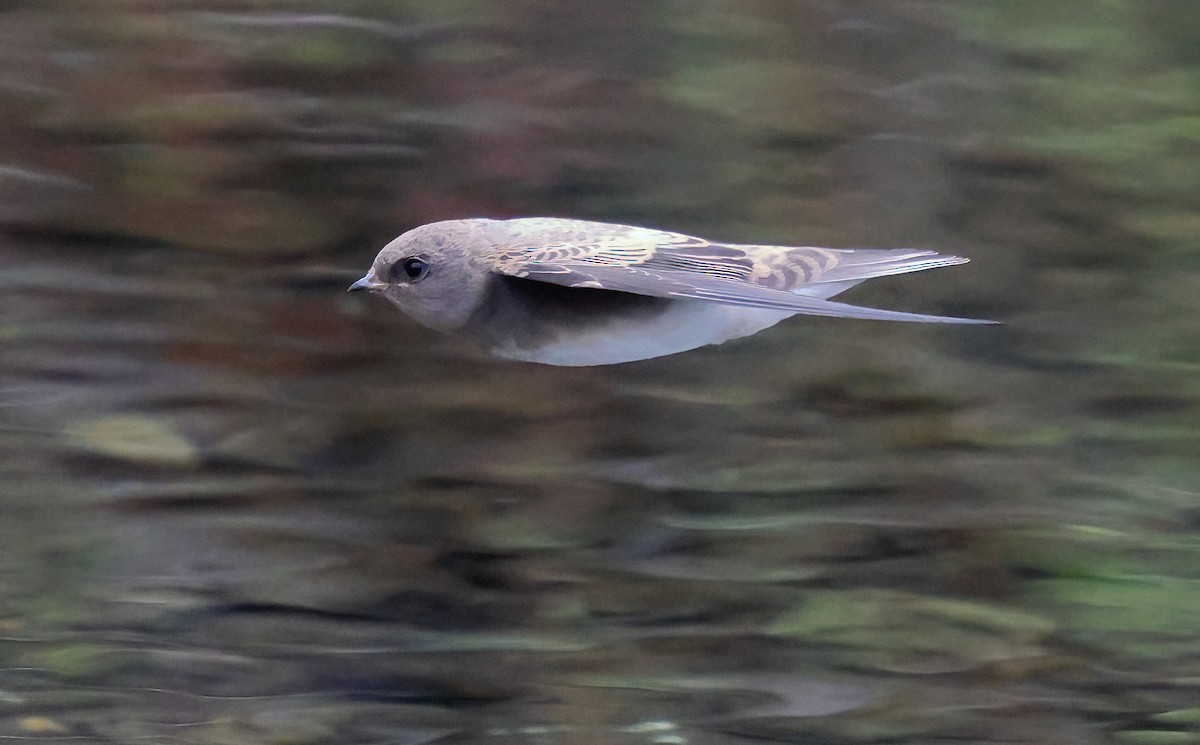Plain Martin - ML643667167